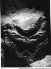 Historisches Foto von Gastrosacus eminens (Blaschke, 1911) (NHMW-AFW-GEO-BACHMAYER-FOTO-1990-0041-3374)